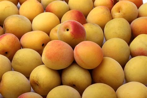 japanese plum     apricot  projects