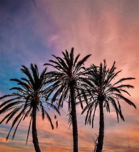 palm trees   countryside  alicante spain  sunset stock photo