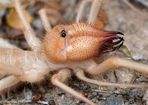 Arachnid Camel Spider The Camel Spider Hi Res Stock Photography And