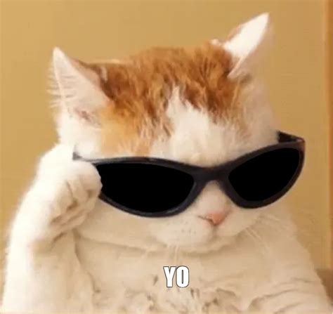 Create meme "cat meme without background, cat, cat with sunglasses meme ...