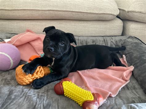 Top 10 Adorable Male Puppy Names That Are Trending Now! - Hunter Games Magazine
