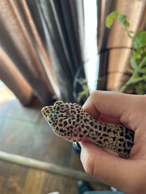can gecko hiding without vet 9