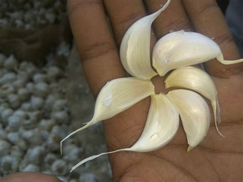 Indian Garlic at ₹ 20/kilogram | Bhawani Peth | Pune | ID: 12410193430