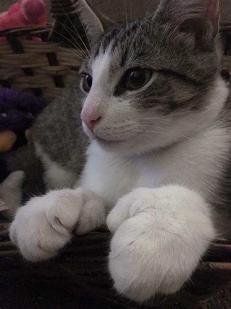 163 Names For Polydactyl Cats | Cuteness