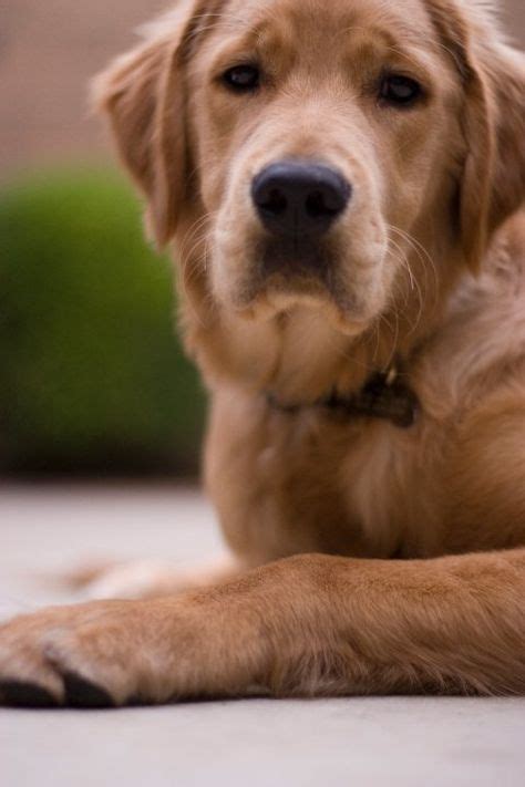 11 Golden haircuts ideas | golden retriever, retriever, golden ...