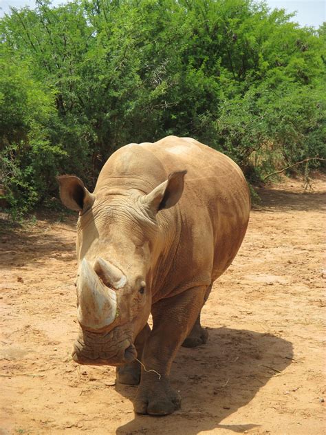 Free fotobanka : zvíře, zvěř a rostlinstvo, zoologická zahrada, Afrika ...