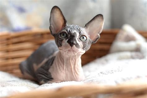 Кот