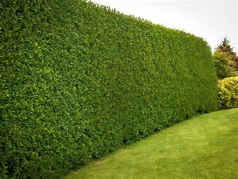 American Holly For Sale | The Tree Center