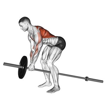 Barbell Bent Over Row vs Lever Bent Over Row: Which Is Bette – Fitness Volt