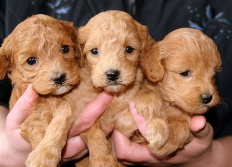 Free Images : puppy, golden, vertebrate, dog breed, puppies, doggies ...