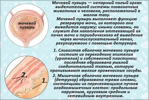 Воспаление мочевого пузыря у мужчин: симптомы, лечение, таблетки, как и ...