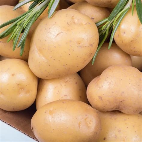 Fresh Potato From Holland The Netherlands For Wholesale Private Label ...