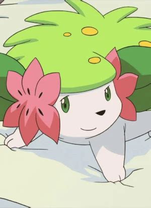 Shaymin (Character) – aniSearch.com