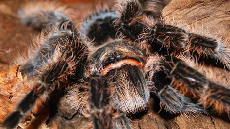 Aranha Tarantula é Venenosa - 7