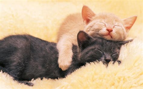 Картинки котят | красивые котята картинки