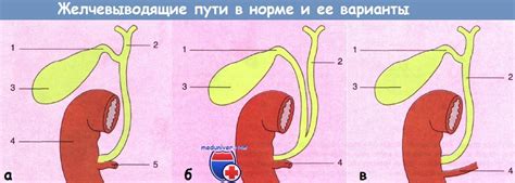 Желчевыводящие пути и желчный пузырь. Строение желчного пузыря.