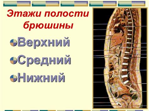Брюшина. Брюшная полость - презентация онлайн