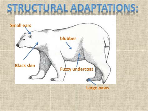 PPT - Structural and Behavioral Adaptations Of the Polar Bear