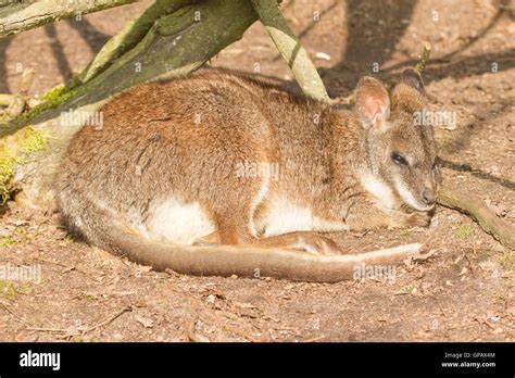 A sleeping parma wallaby Stock Photo - Alamy