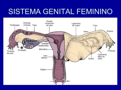 Anatomia Da Genital Feminina - 5