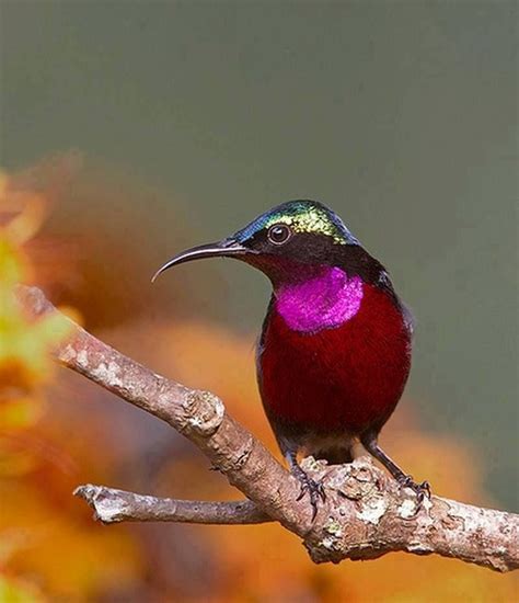 purple throated sunbird   species  bird   nectariniidae