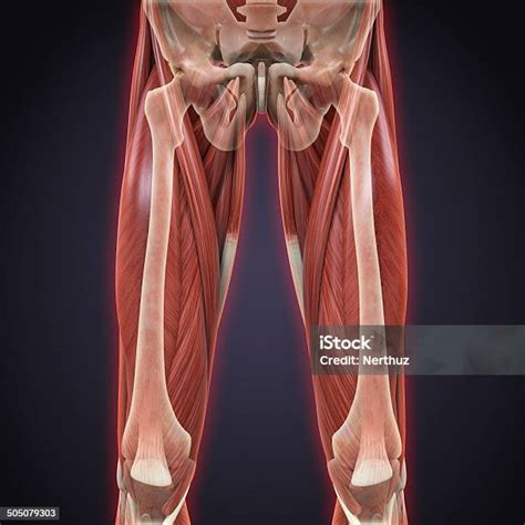 anatomi otot kaki atas foto stok  gambar  berotot