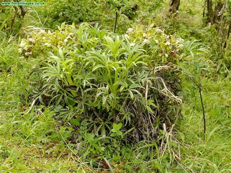 Helleborus foetidus, picture 22 of 22