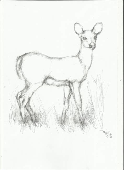 easy animal sketches  paintingvalleycom explore collection  easy