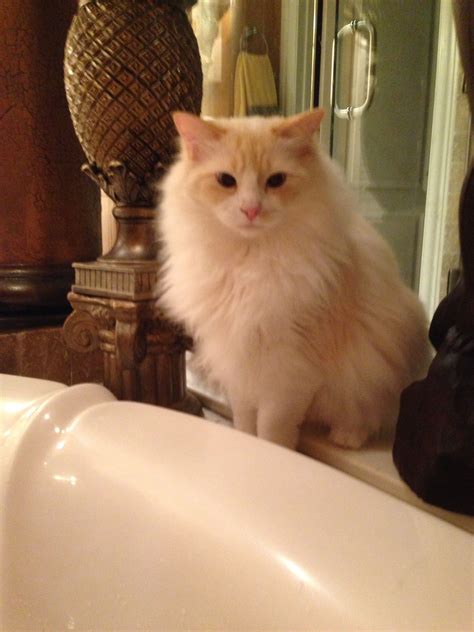 Male Flame Point Cat Names - FAEDPA
