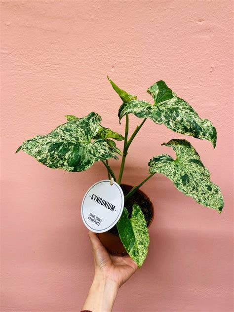 Syngonium Mottled Mojito - Monsteras Lover