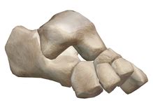 short bones ms gallaghers classroom