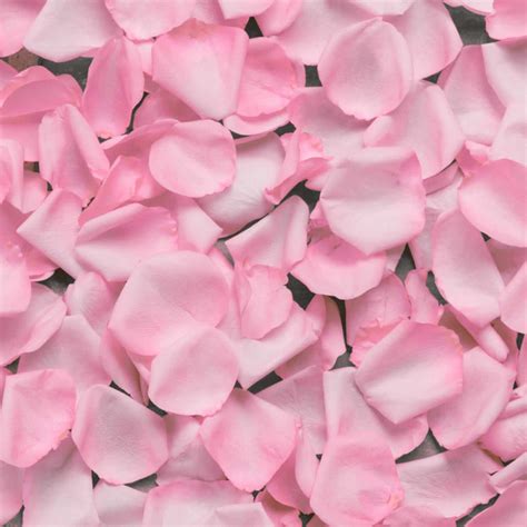 Fresh Rose Petals - Blume, designed by Victoria Swarovski