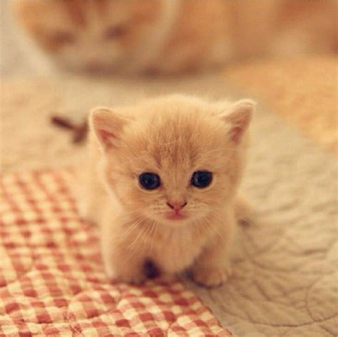 Cute Baby Cats Images - Funny Cats