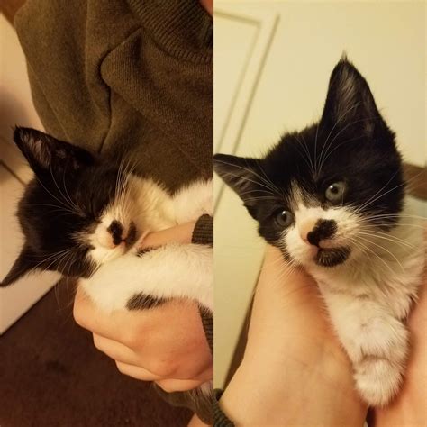 New vetting process for cat for adoption near me 5