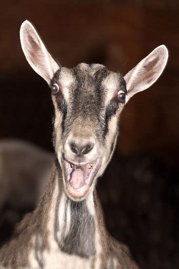 "I'm Baaaad" - goat has goofy expression by John Hartung | Goats, Funny ...