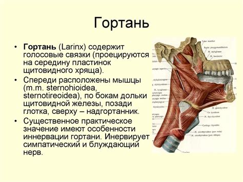 Клиническая анатомия шеи - презентация онлайн