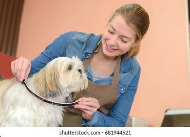 Putting Collar Dog Photos, Images & Pictures | Shutterstock