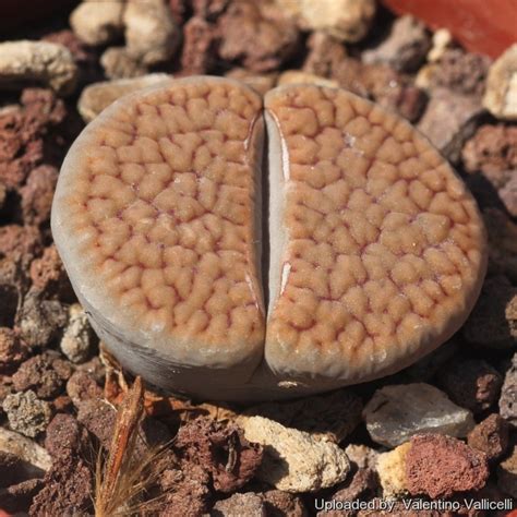 Lithops SCHWANTESII GEBSERI C165 — Литопс Швантеса Гебсери C165, 3 ...