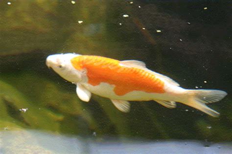 Pescha