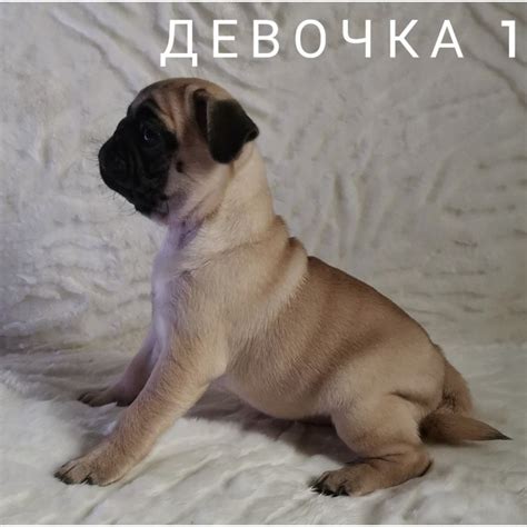 Продам щенки мопса, купить щенки мопса, Харьков — PetsUA