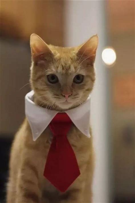 Кот в пиджаке и галстуке - 95 фото