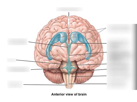 anterior view of brain Diagram | Quizlet