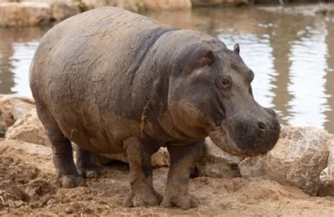 Chipoffu the Hippo joins friends in Midbarium in Be'er Sheva - The ...
