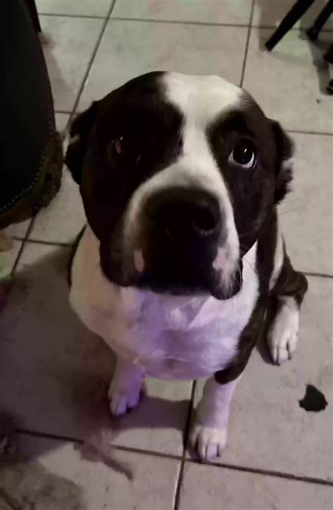 Dog adoption in Homestead, FL 33035: English Bull dog Pitbull mix Dog