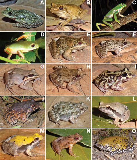 Anuran species identified at Cruz das Almas municipality, Bahia State ...