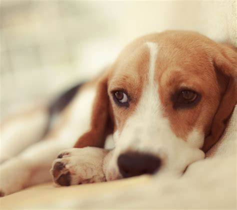 My Puppy Ate Weed, How Long Will It Last? - SpiritDog Training