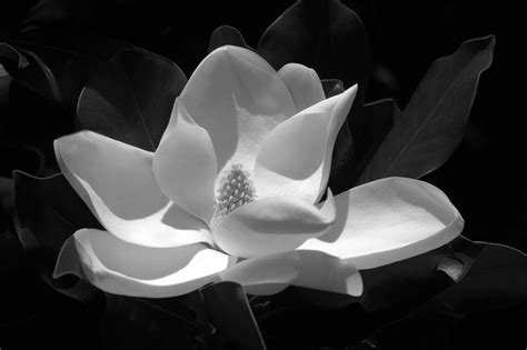 Black and White Magnolia, by Miracle - Foundmyself