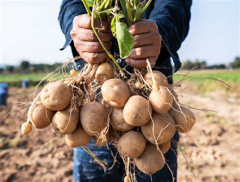 How to Grow Potatoes in a Pile of Leaves