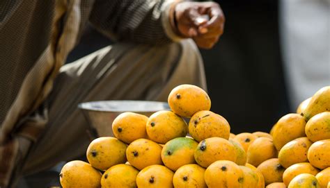 Climate blight is harming the mango - India Climate Dialogue