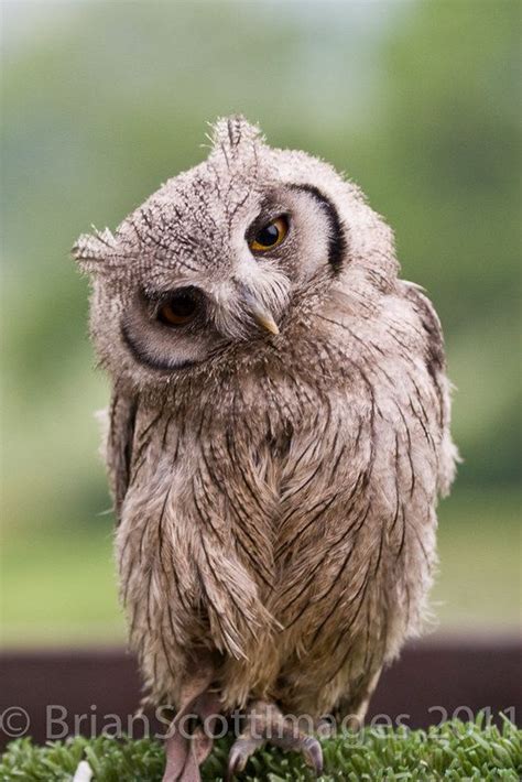 Baby Scops Owl | Owl pet, Owl, Pet birds